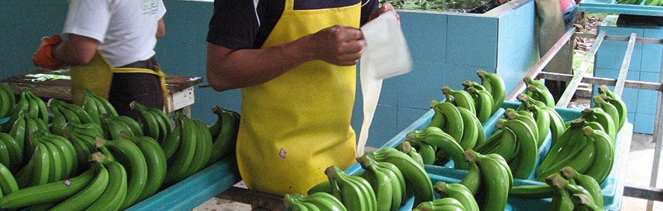 Bananen etikettieren, © BanaFair