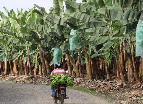 Bananentransport per Moped auf Bananenplantage