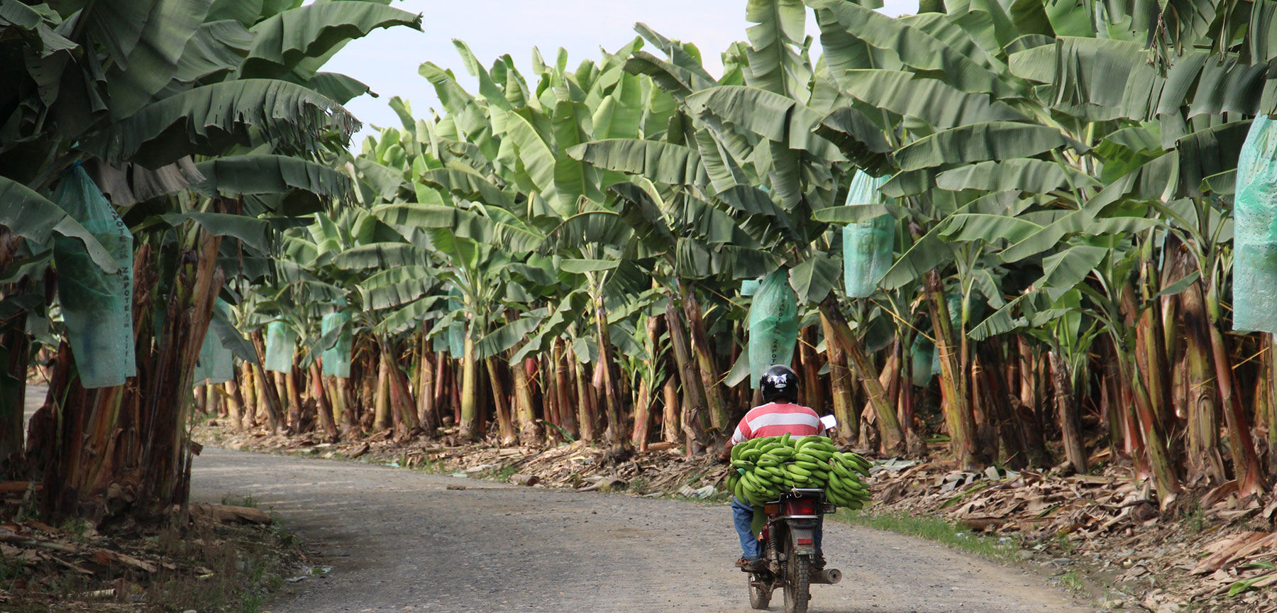 Bananentransport per Moped auf Bananenplantage