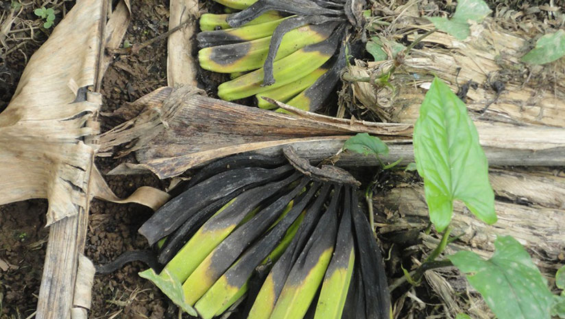 Abfälle auf einer Bananenplantage